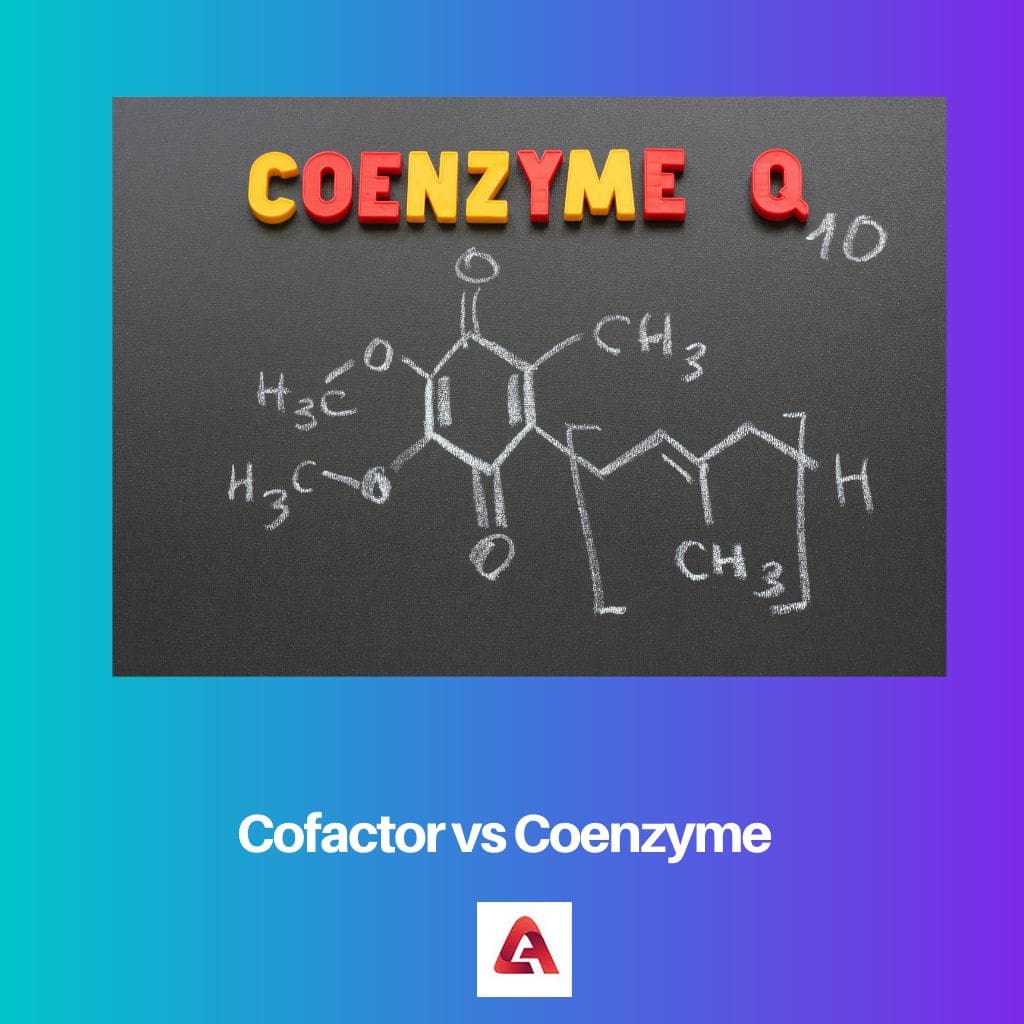 Cofactor Vs Coenzyme Difference And Comparison