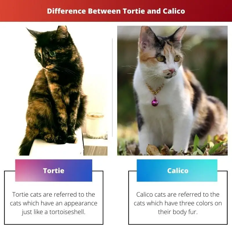 Difference Between Tortie and Calico
