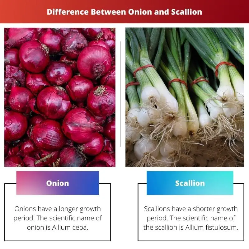 Difference Between Onion and Scallion
