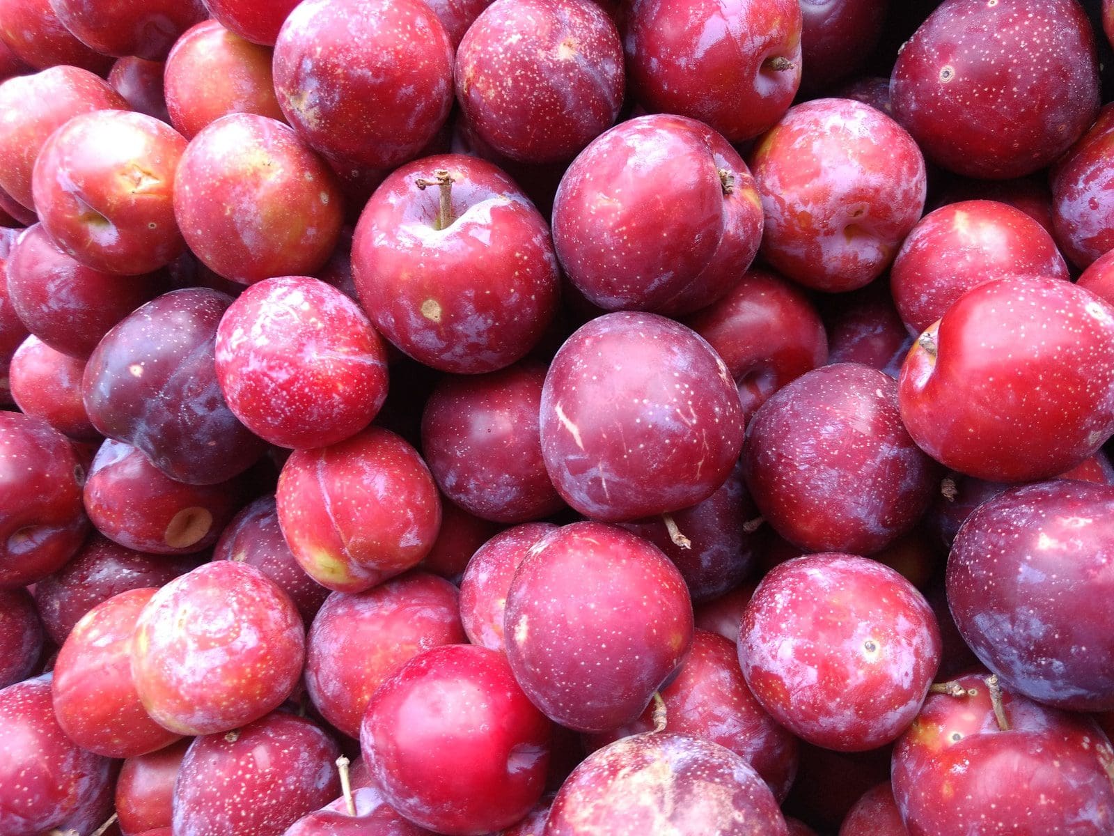 Red Plums