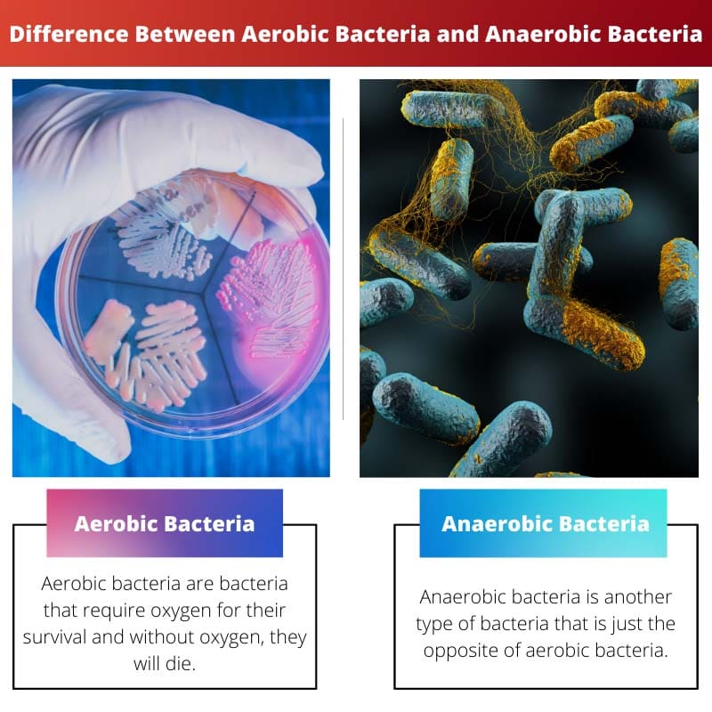 Difference Between Aerobic Bacteria and Anaerobic Bacteria