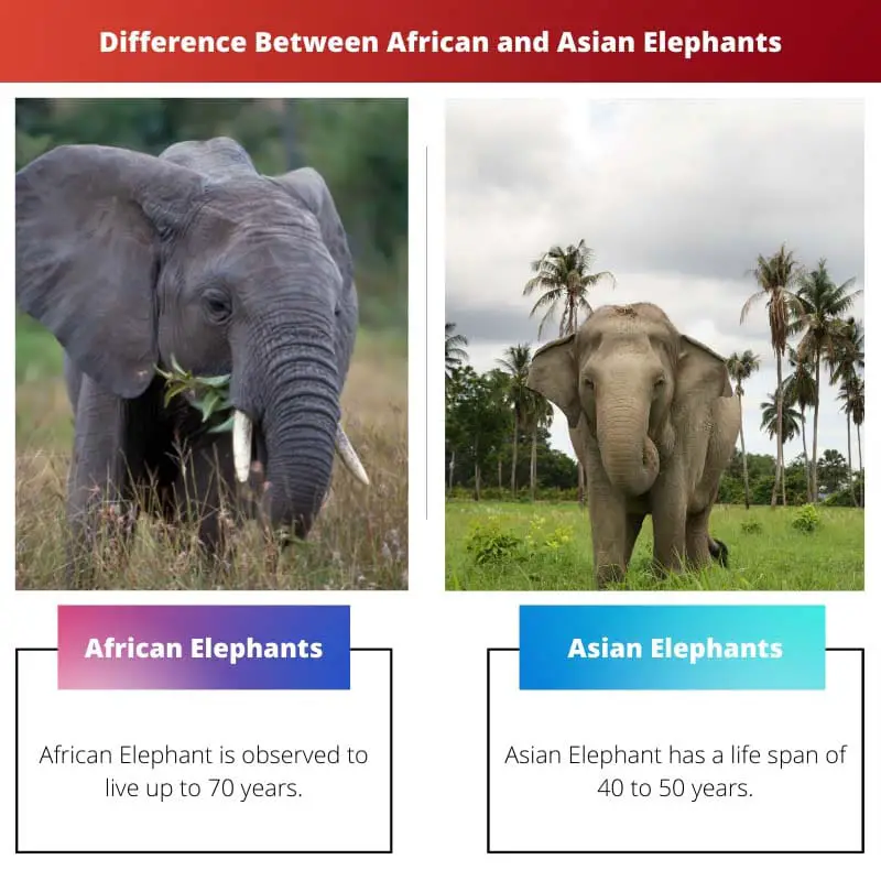 Difference Between African and Asian Elephants