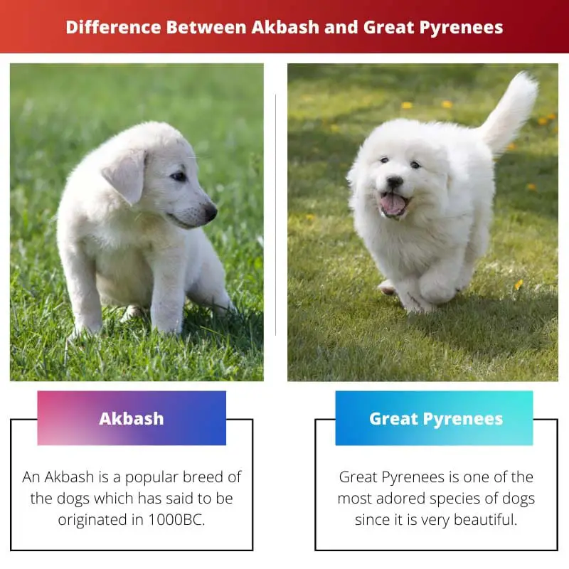 Difference Between Akbash and Great Pyrenees