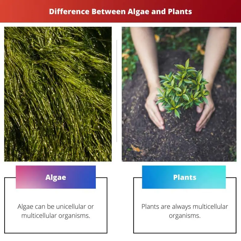 Difference Between Algae and Plants