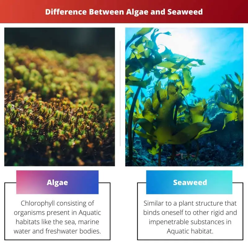 Difference Between Algae and Seaweed