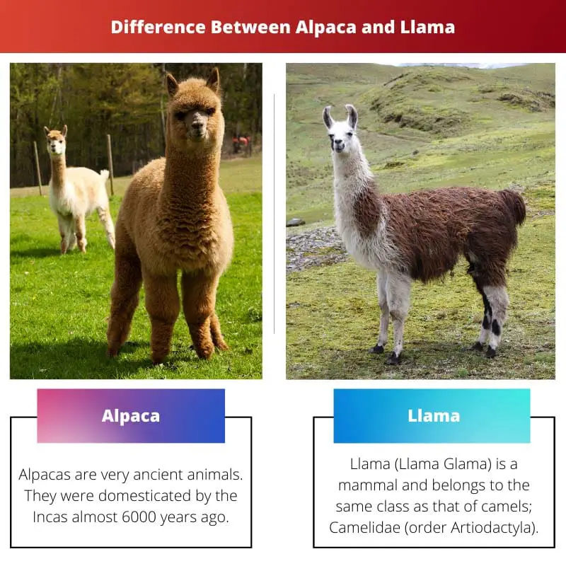 Difference Between Alpaca and Llama