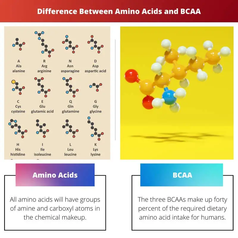 Difference Between Amino Acids and BCAA