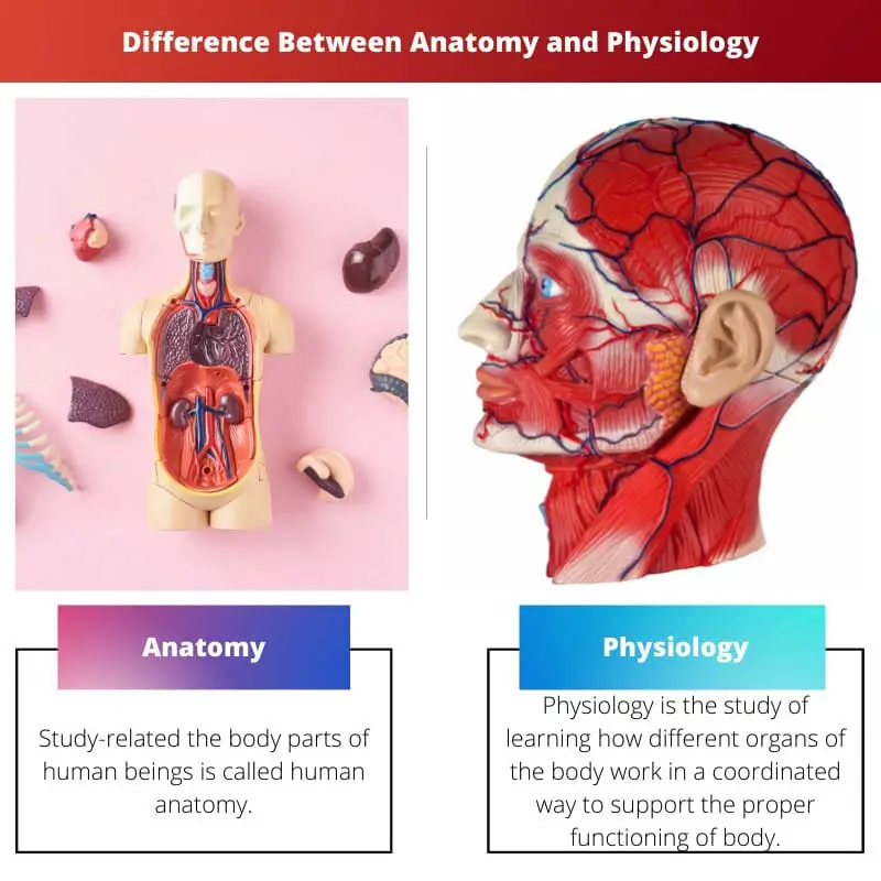 Difference Between Anatomy and Physiology