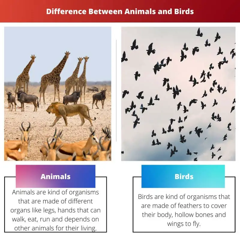 Difference Between Animals and Birds