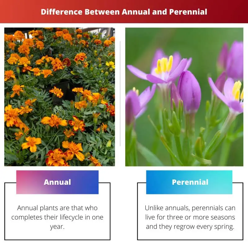 Difference Between Annual and Perennial