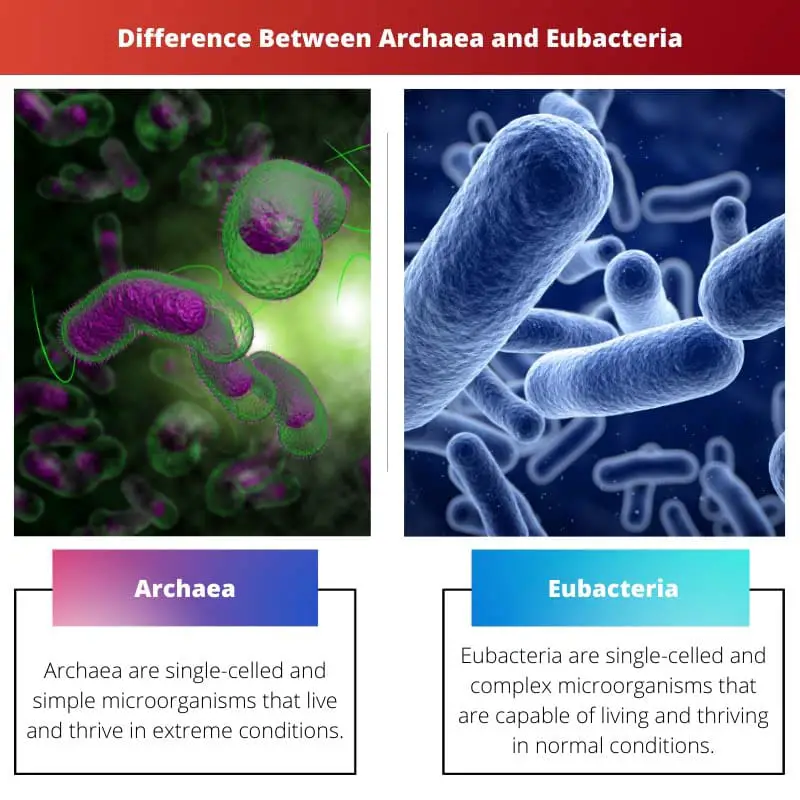 Difference Between Archaea and Eubacteria