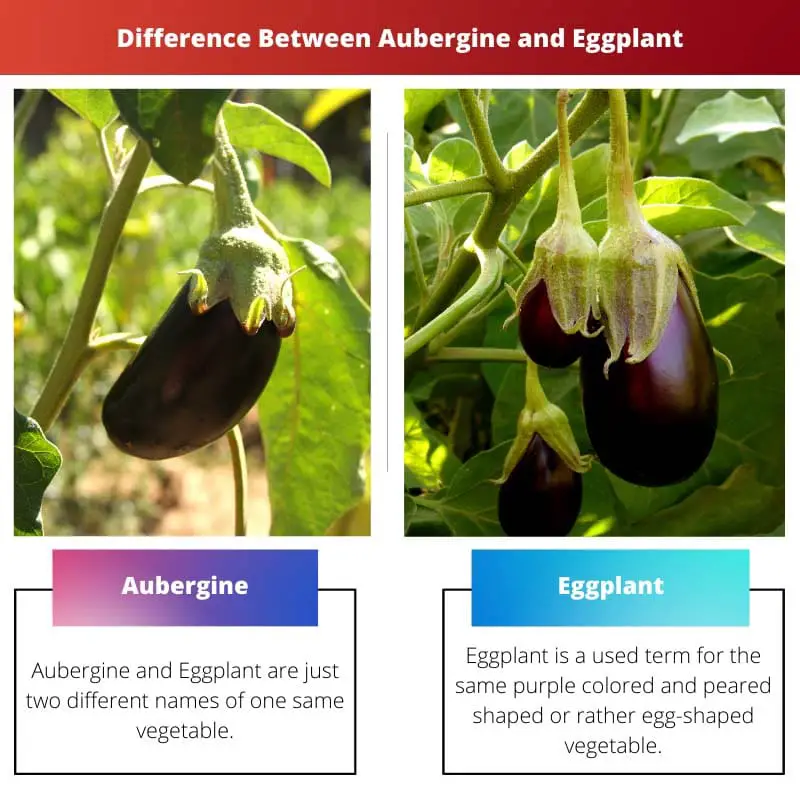 Difference Between Aubergine and Eggplant