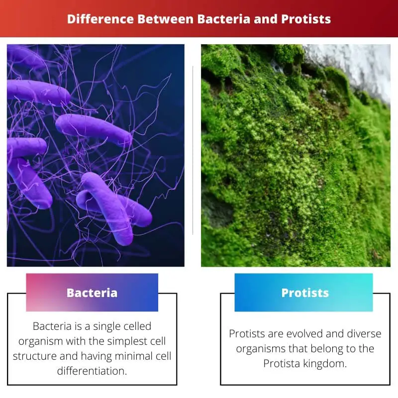 Difference Between Bacteria and Protists