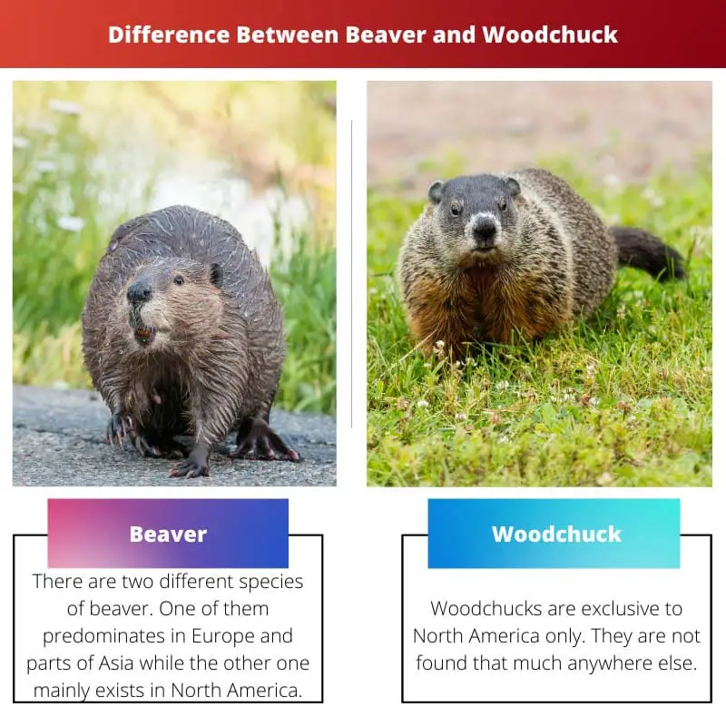 Difference Between Beaver and Woodchuck