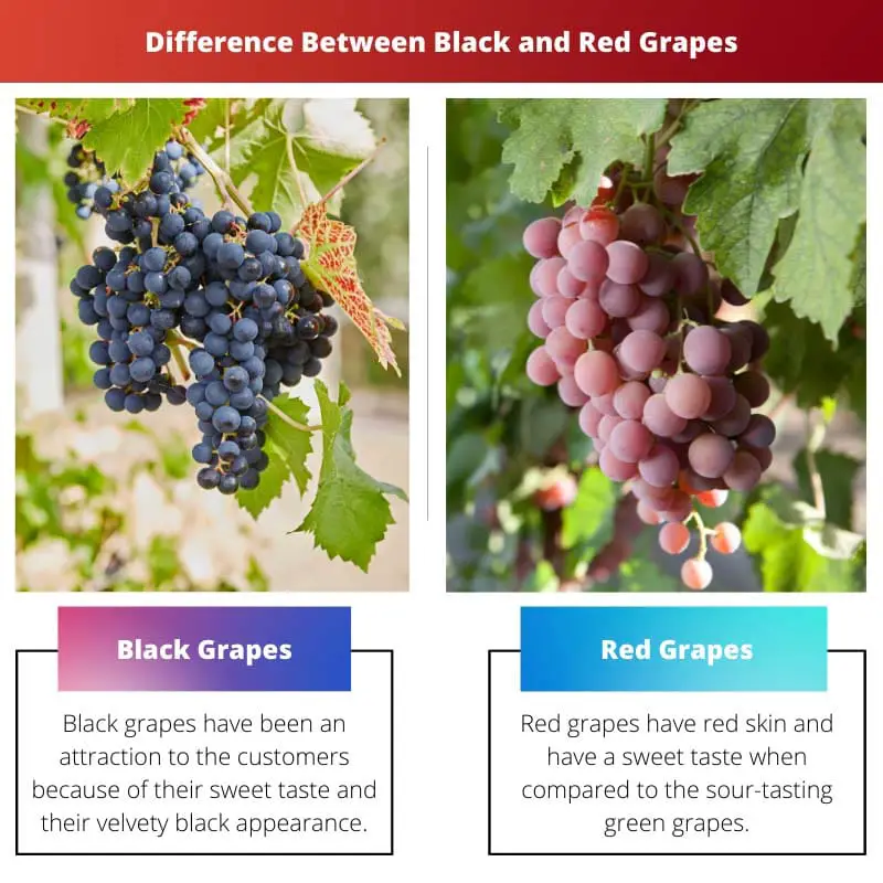 Difference Between Black and Red Grapes