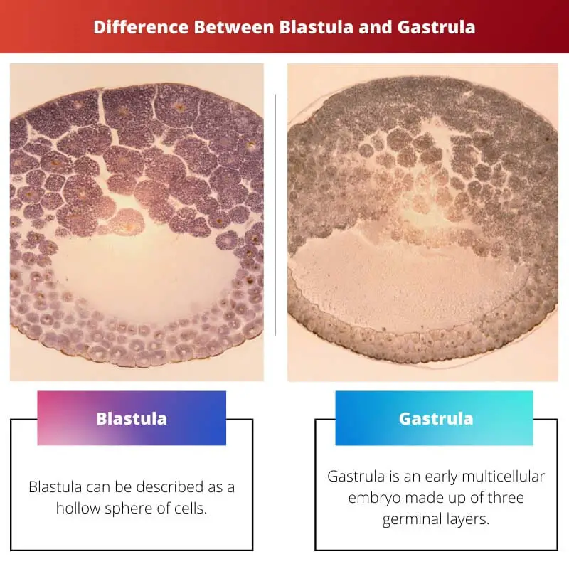 Difference Between Blastula and Gastrula
