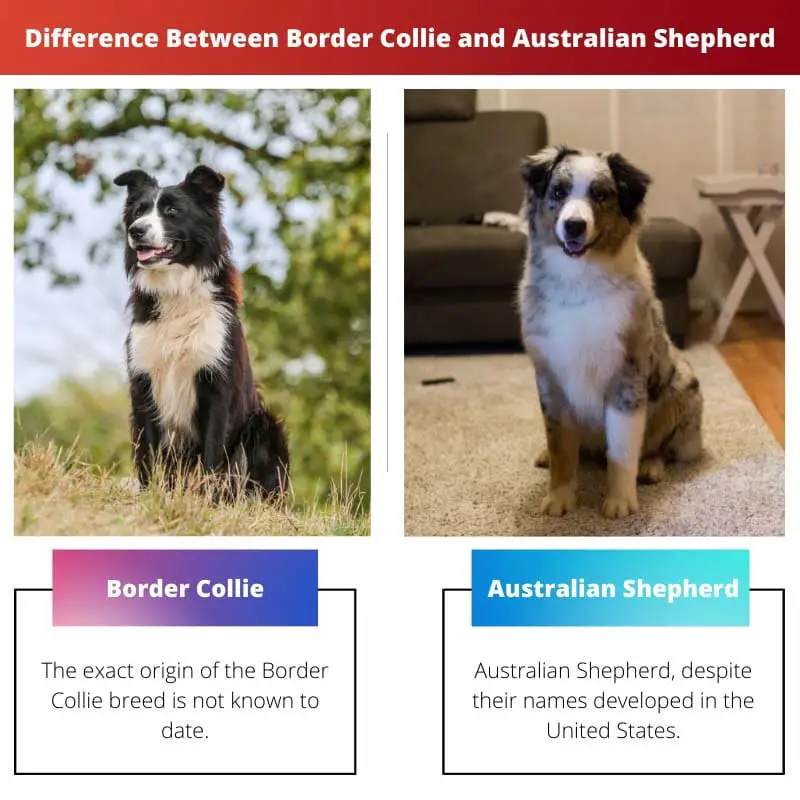 Difference Between Border Collie and Australian Shepherd