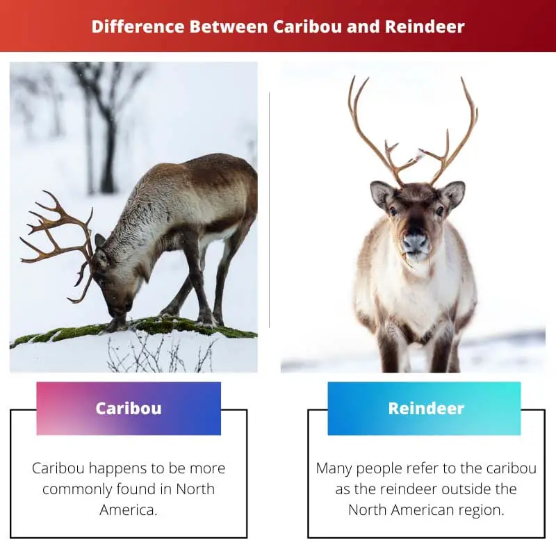 Difference Between Caribou and Reindeer