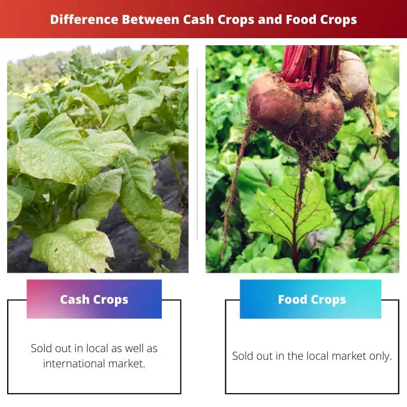 Difference Between Cash Crops and Food Crops