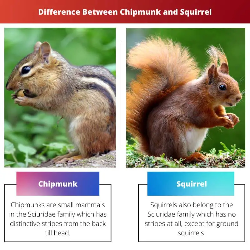 Difference Between Chipmunk and Squirrel