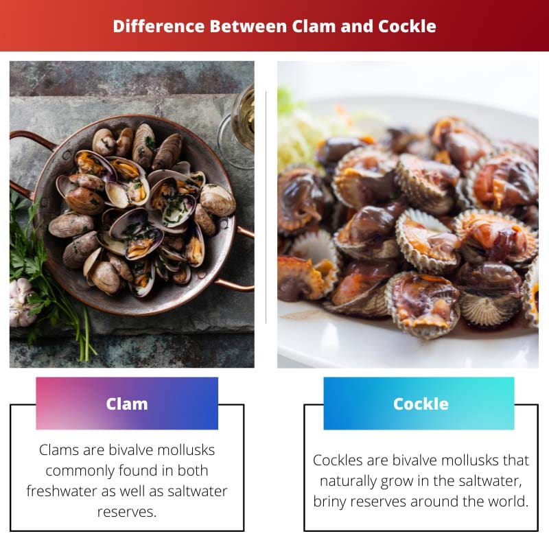 Difference Between Clam and Cockle