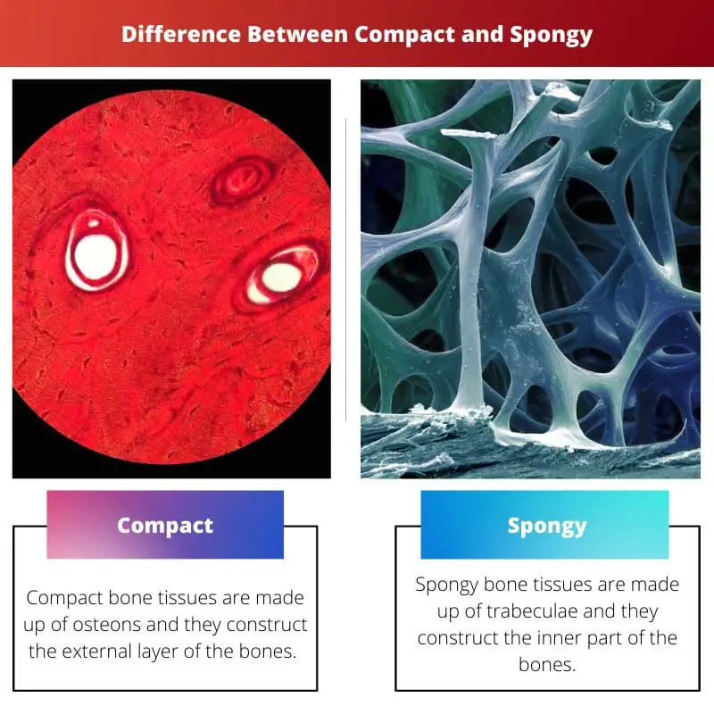 Difference Between Compact and Spongy