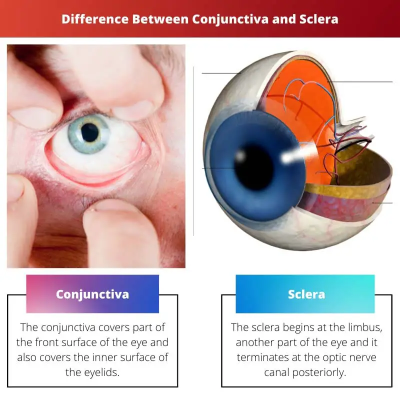 Difference Between Conjunctiva and Sclera