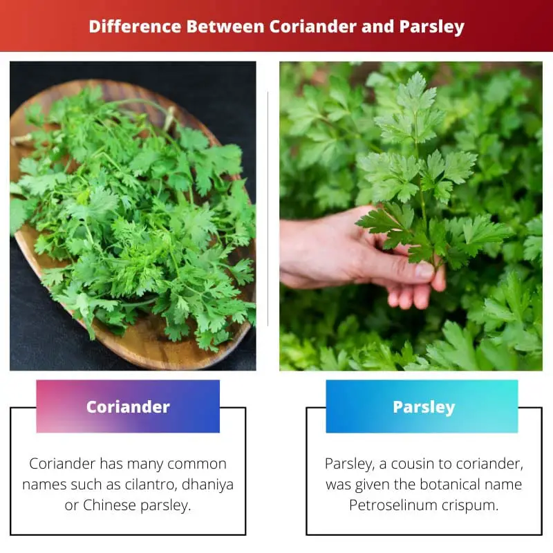 Difference Between Coriander and Parsley