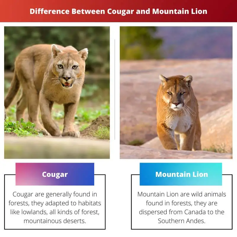 Difference Between Cougar and Mountain Lion