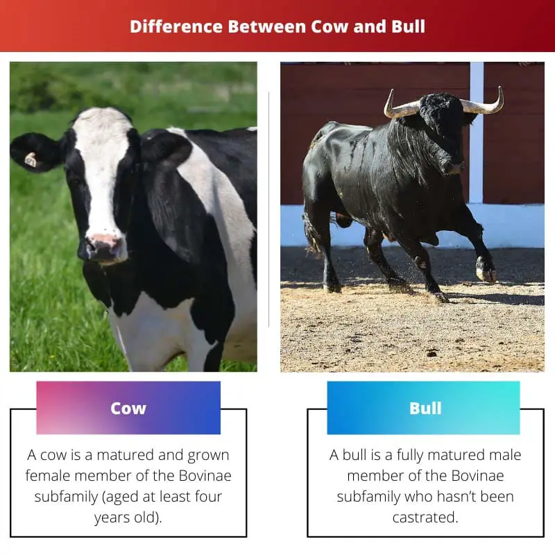 Difference Between Cow and Bull