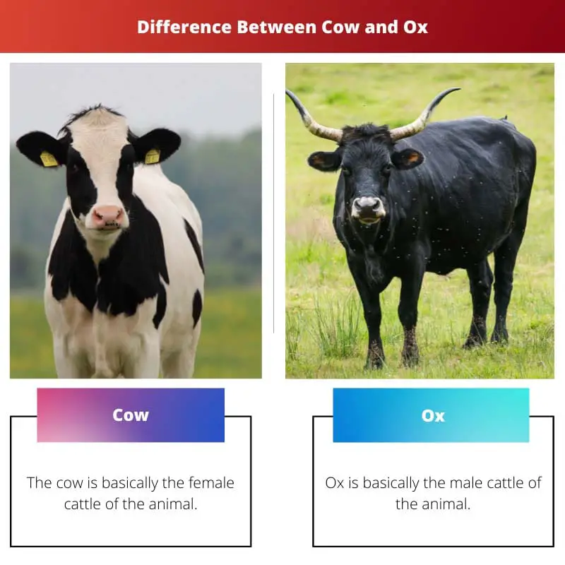 Difference Between Cow and