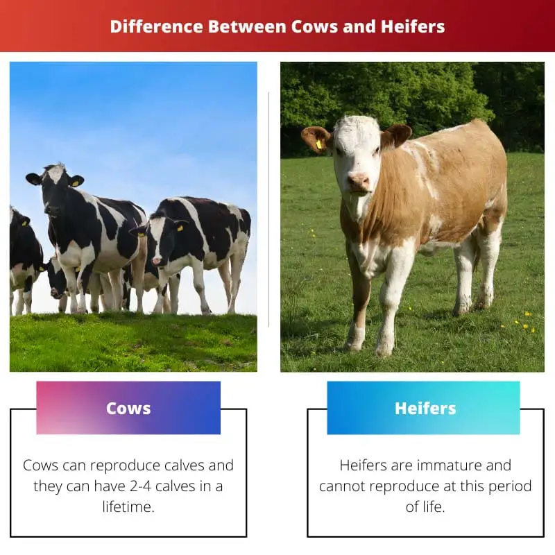 Difference Between Cows and Heifers