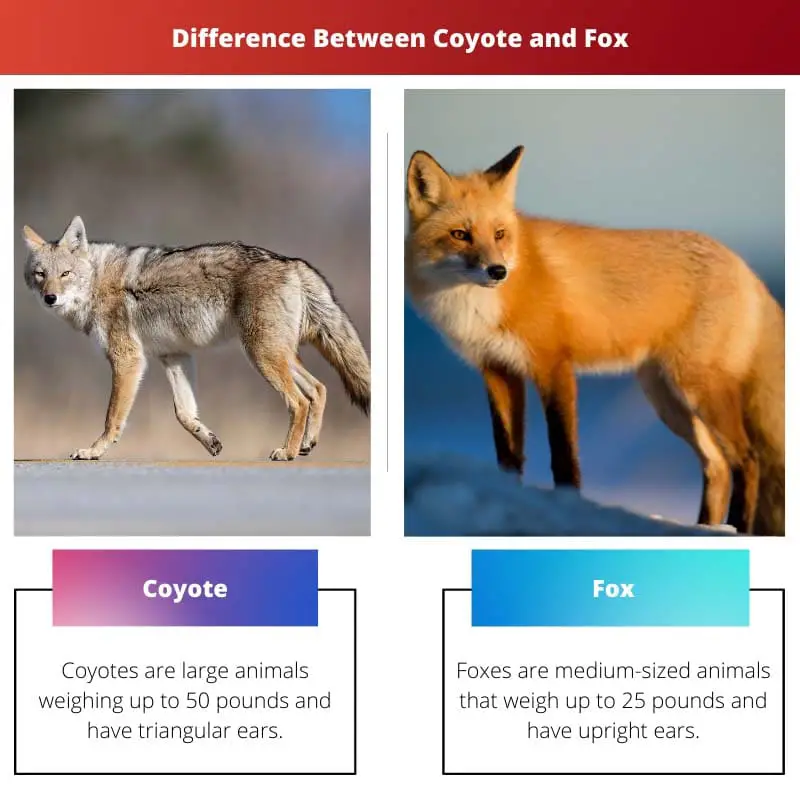 Difference Between Coyote and