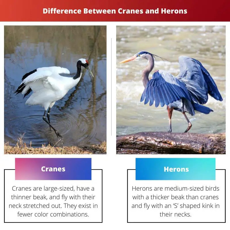 Difference Between Cranes and Herons