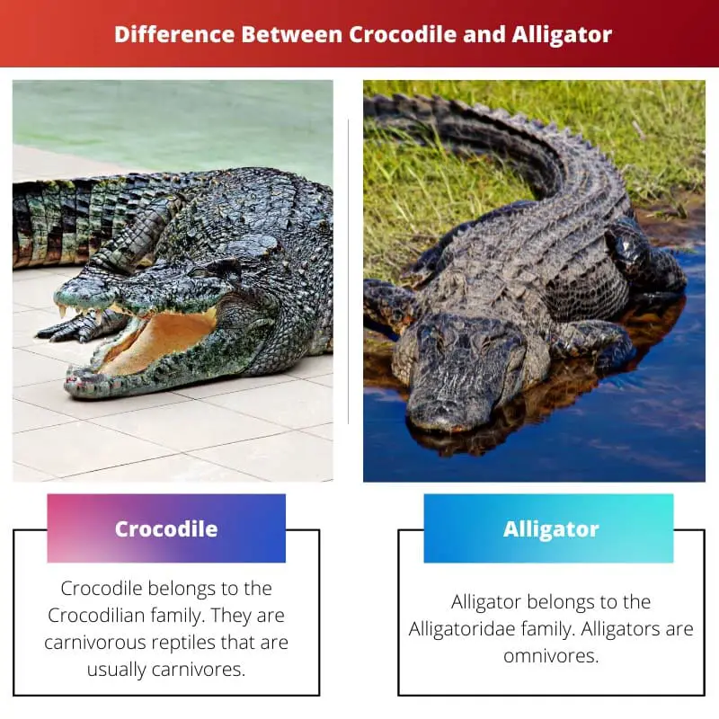 Difference Between Crocodile and Alligator