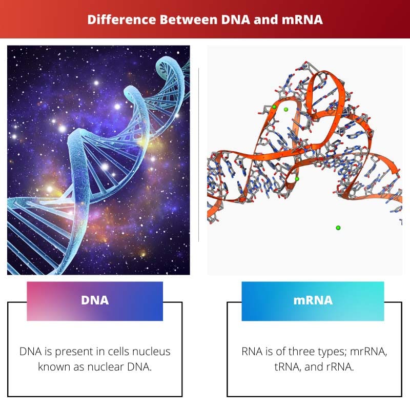 Difference Between DNA and mRNA