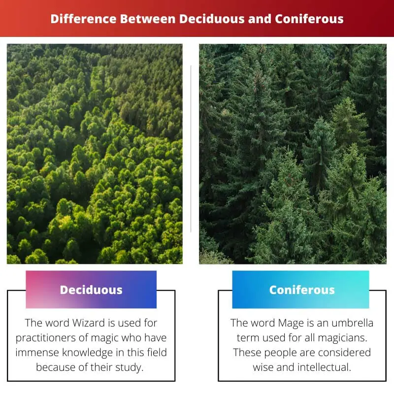 Difference Between Deciduous and Coniferous