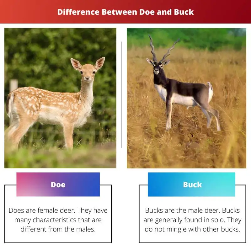 Difference Between Doe and Buck
