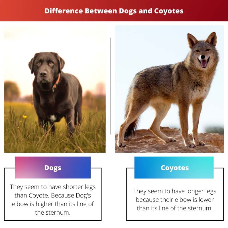 Difference Between Dogs and Coyotes