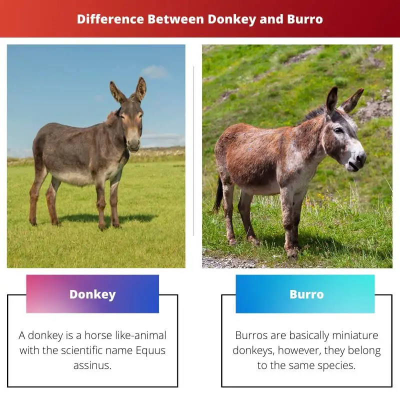 Difference Between Donkey and Burro
