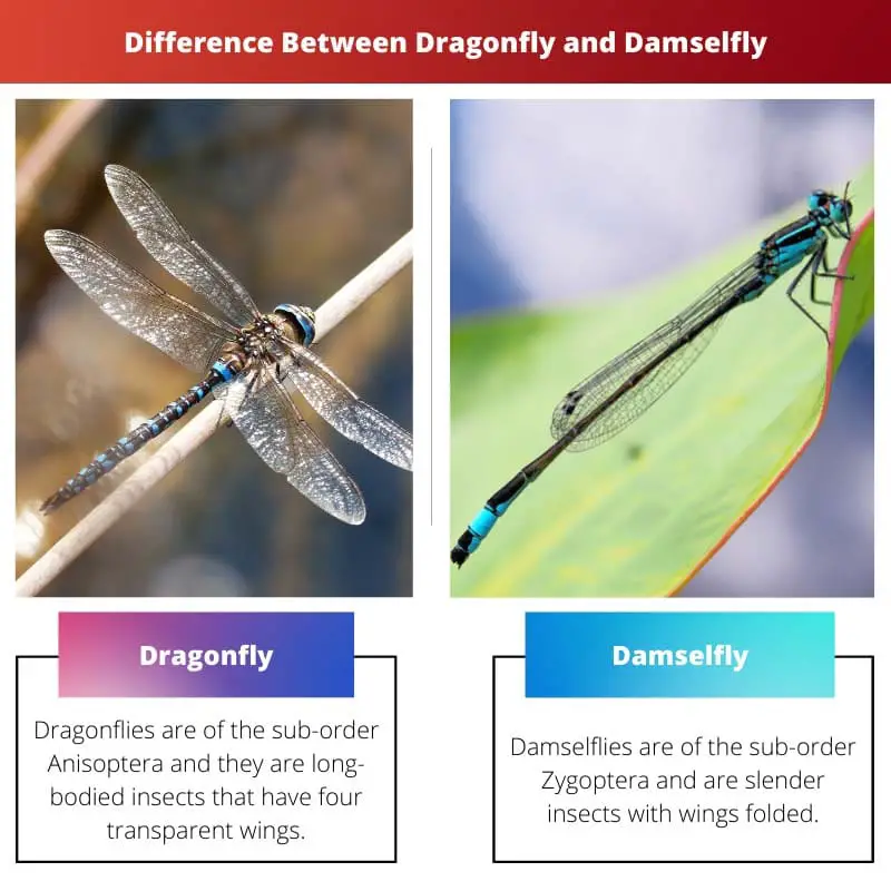 Difference Between Dragonfly and Damselfly