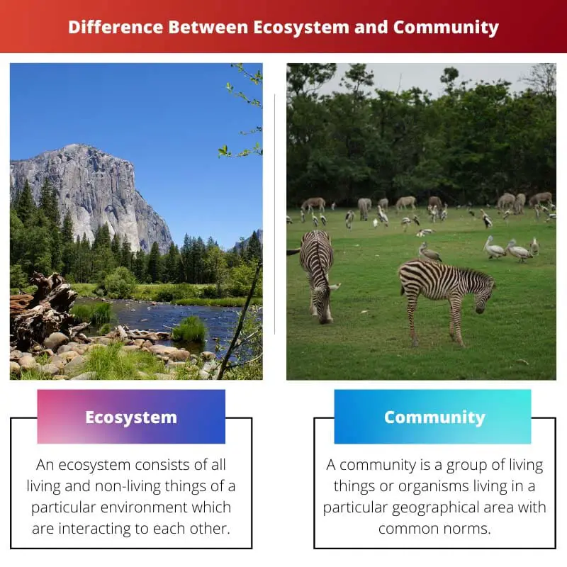 Difference Between Ecosystem and Community