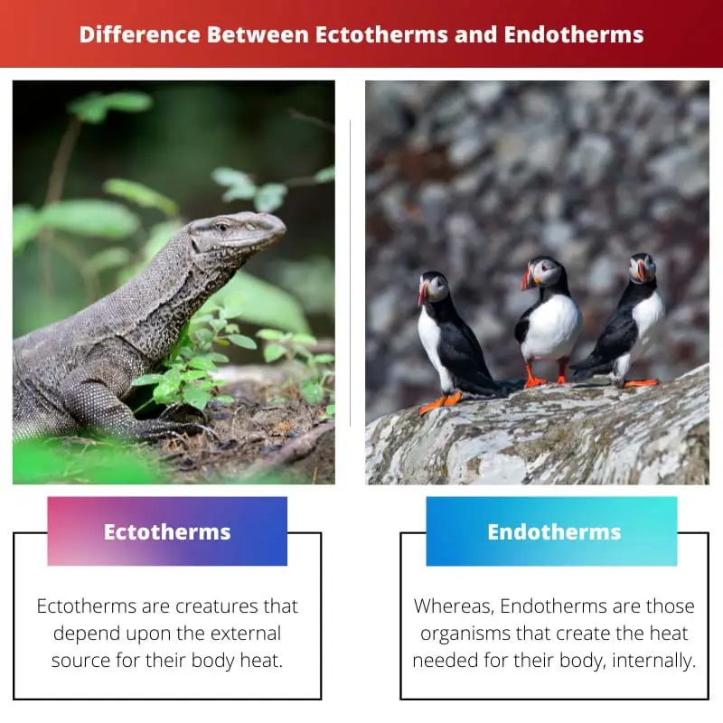 Difference Between Ectotherms and Endotherms