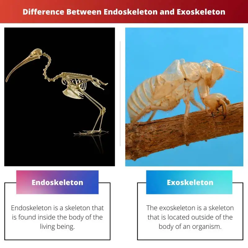 Difference Between Endoskeleton and