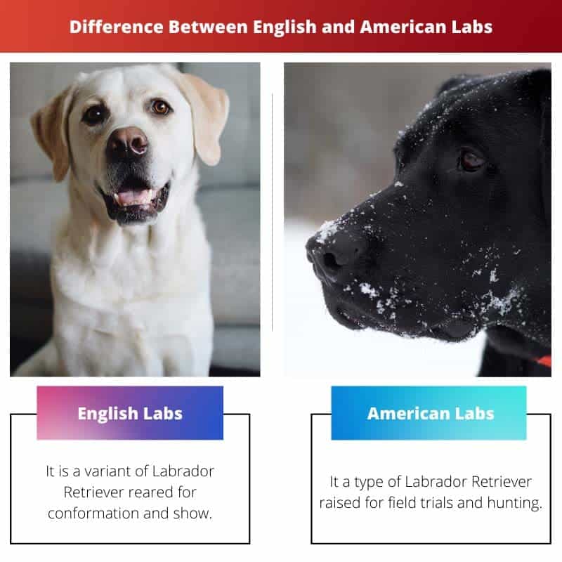 what is the difference between british and american labs