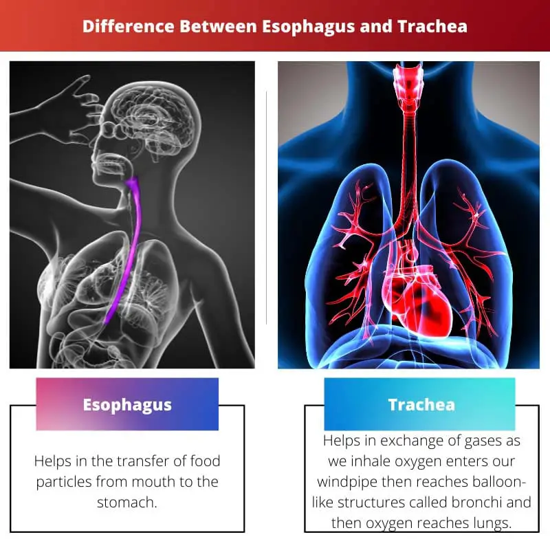 Difference Between Esophagus and Trachea