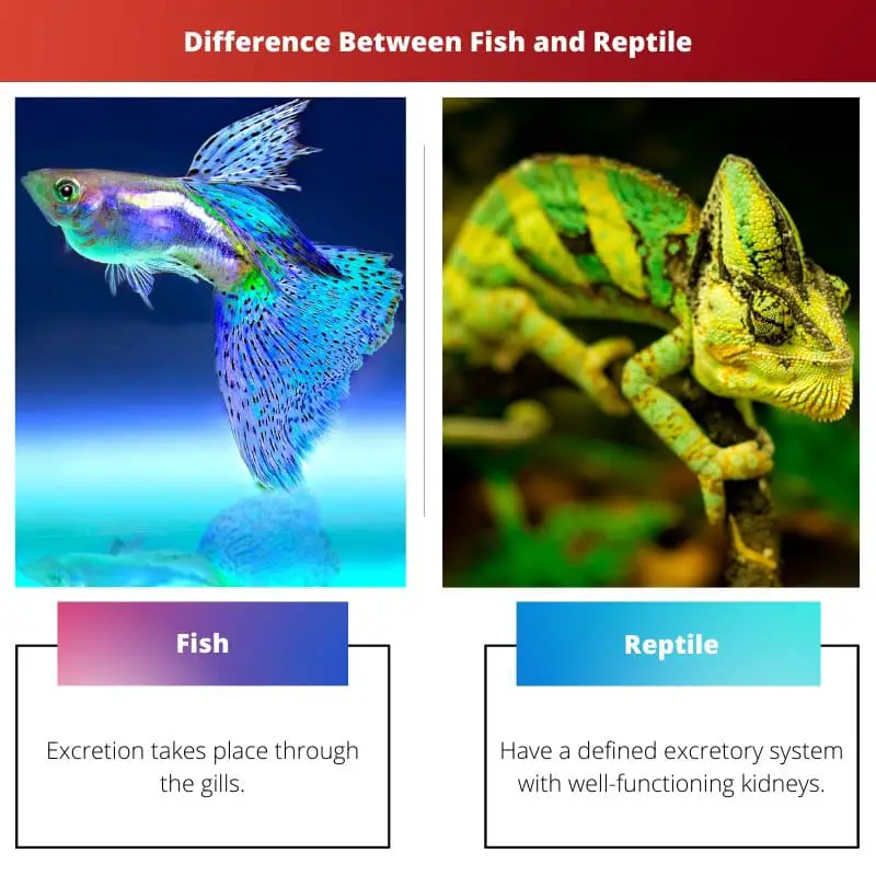 Difference Between Fish and Reptile