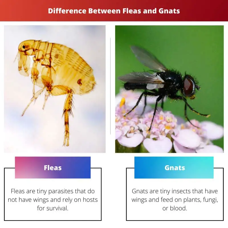 Difference Between Fleas and Gnats