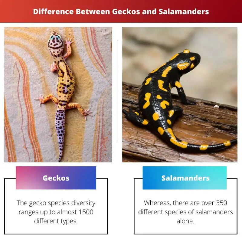 Difference Between Geckos and Salamanders