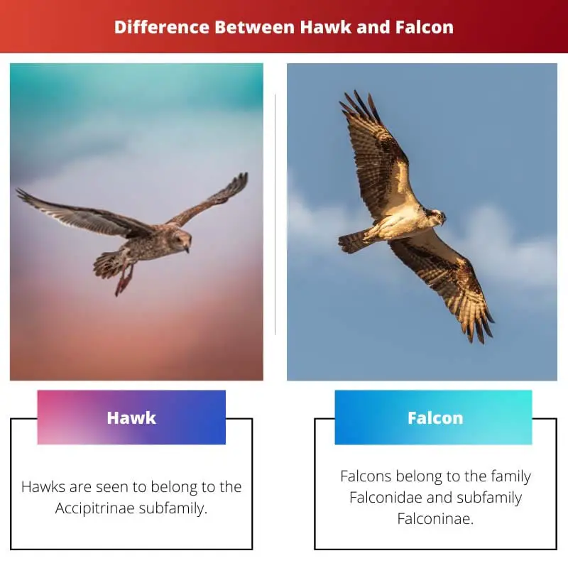 Difference Between Hawk and Falcon